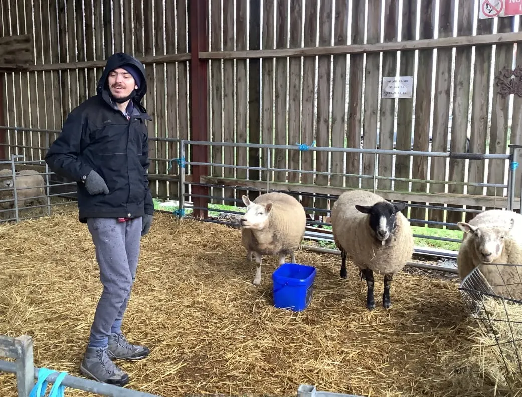 Visitor standing in a sheep enclosure with several woolly sheep during a farm visit.