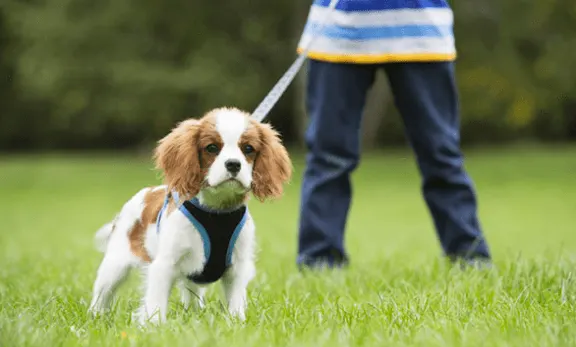 Small spaniel on a lead held by a person in striped top, standing on grass.