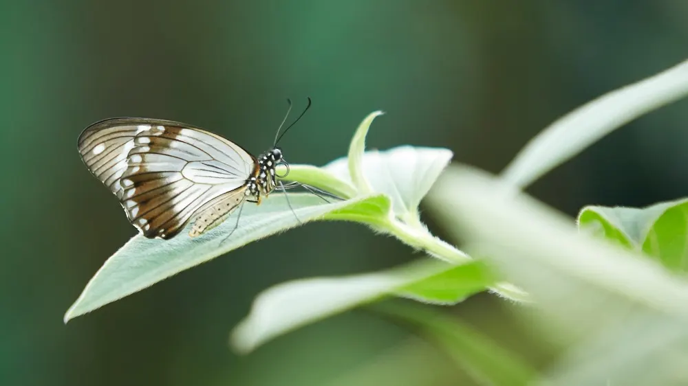 Butterfly with brown and white patterned wings resting on a green plant stem against blurred green background.
