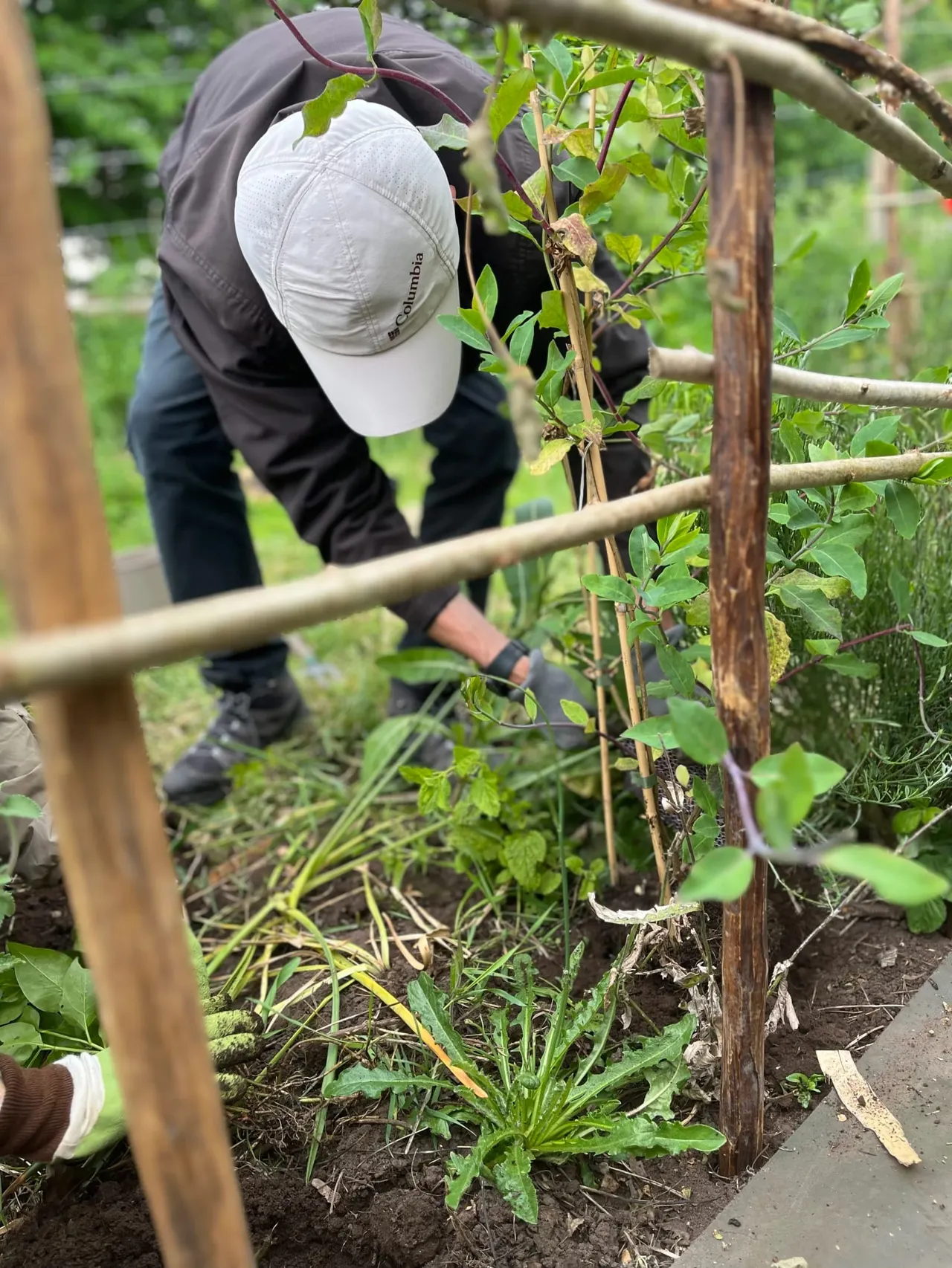 Person in white cap tending to climbing plants on a wooden trellis in a garden setting.