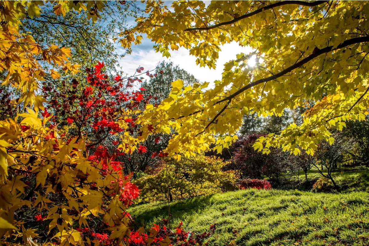 Autumn parkland with golden and red foliage framing a grassy slope beneath clear blue sky.
