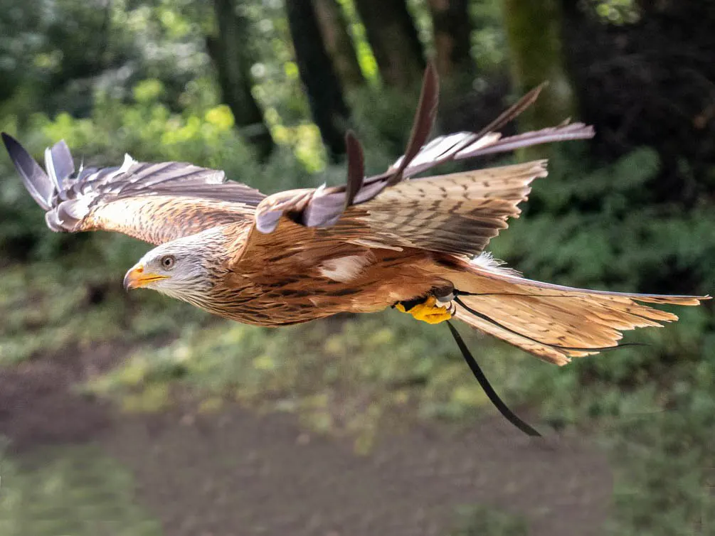 A large bird of prey in flight with outstretched wings against a blurred green woodland background.