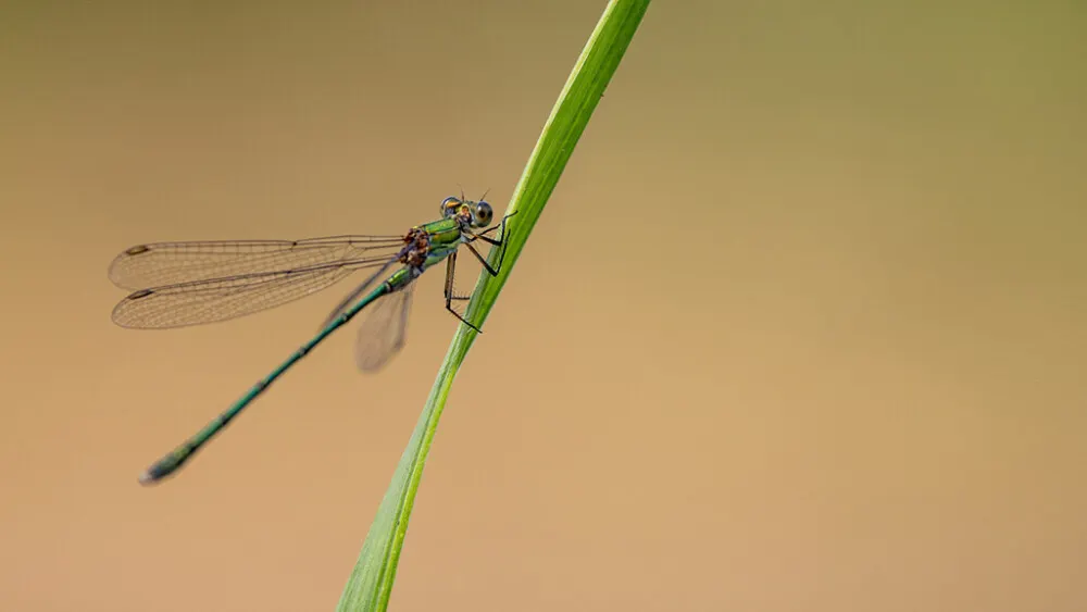 A dragonfly with blue-green body and transparent wings perched on a green stem against a soft brown background.