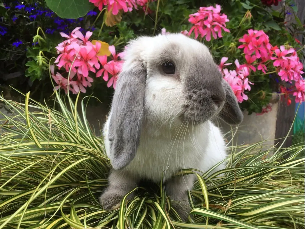 Grey and white rabbit sitting among pink flowers and green foliage in a garden setting.