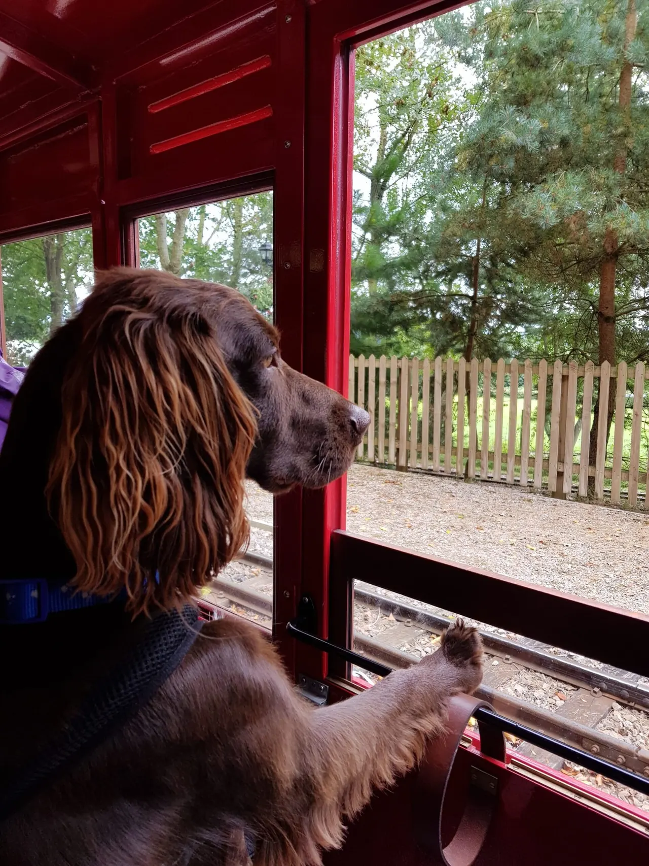 A brown dog looking out of a red train carriage window at a fenced garden and trees.