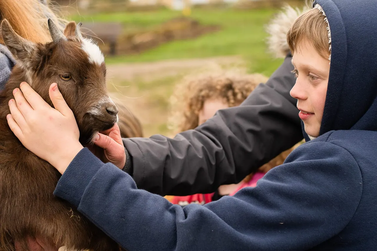 Child petting a brown goat in a farmyard setting with green fields in the background.
