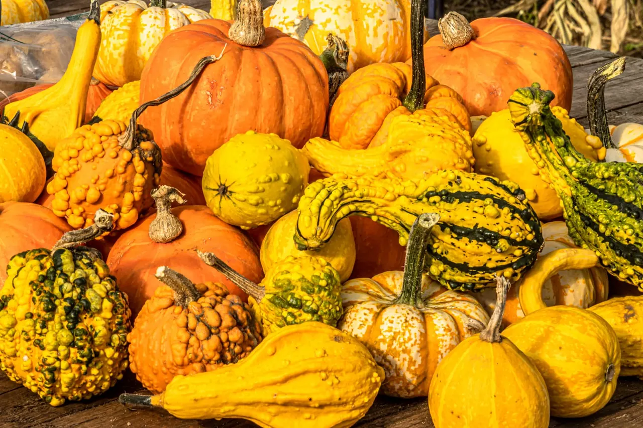 Pumpkins and ornamental gourds on wood