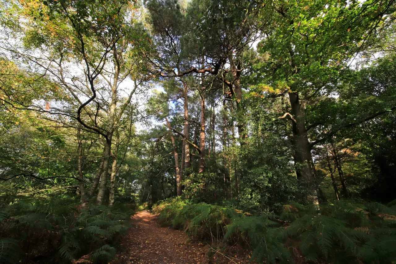A woodland path winds through tall trees with green ferns lining both sides and dappled sunlight filtering through the canopy.