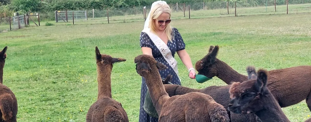 Woman feeding a group of alpacas in a grassy field at a farm.