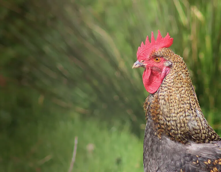 A rooster with a bright red comb and wattle stands in profile against blurred green foliage.