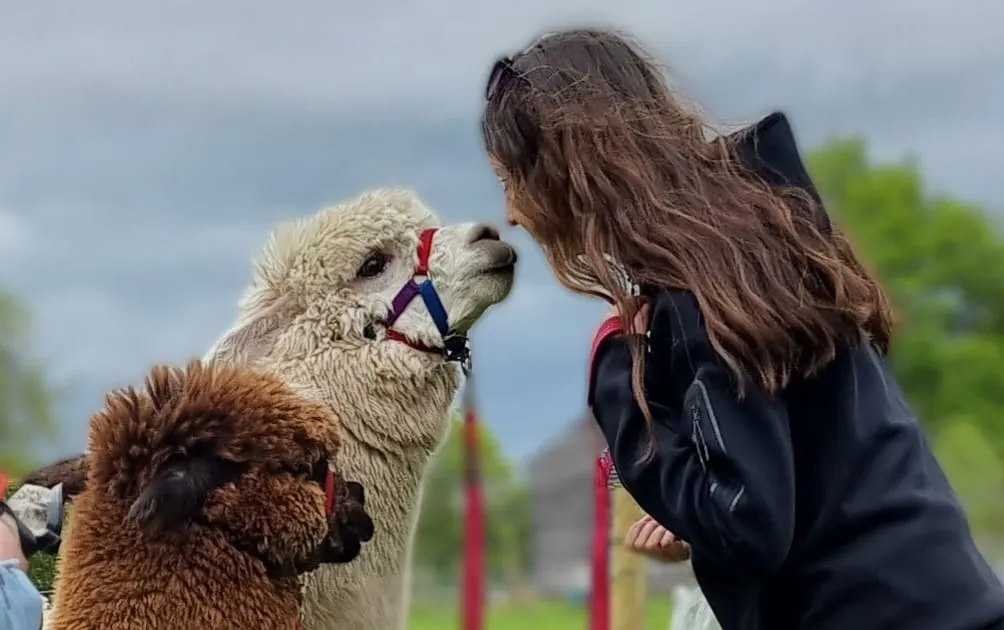 A visitor interacts with two alpacas, one cream-coloured and one brown, wearing halters in an outdoor setting.