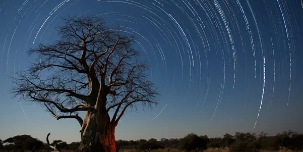 Bare tree silhouetted against night sky with star trails creating circular patterns overhead.