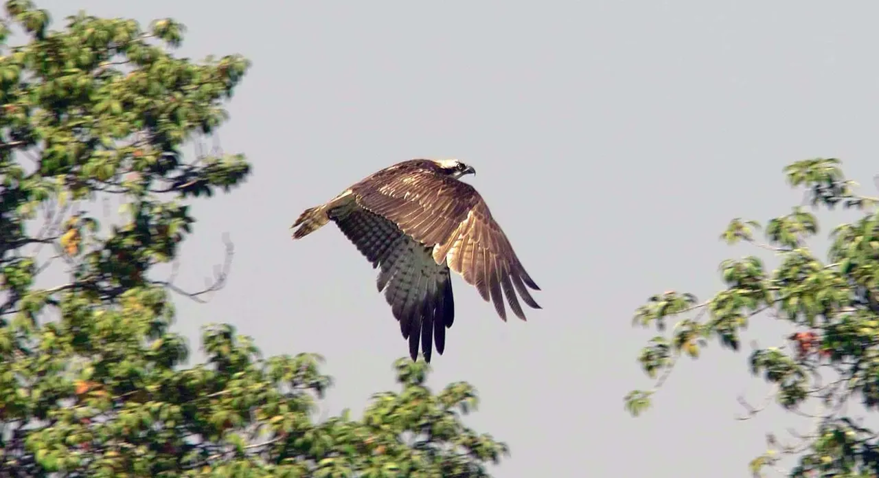 A large bird of prey in flight with wings spread wide, soaring between trees.