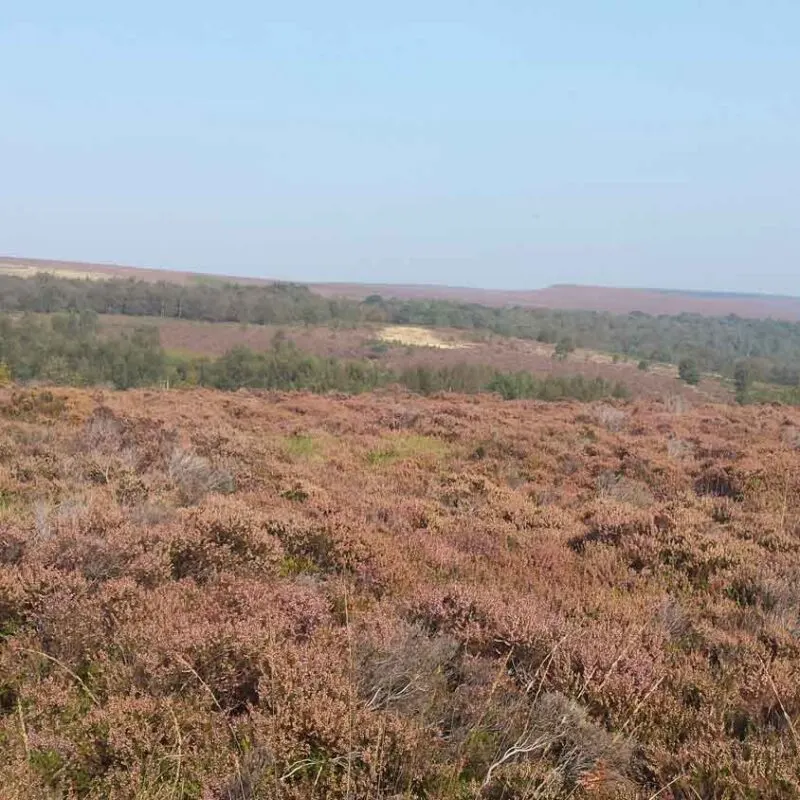 Rolling heathland with scattered trees and distant forest under clear sky.