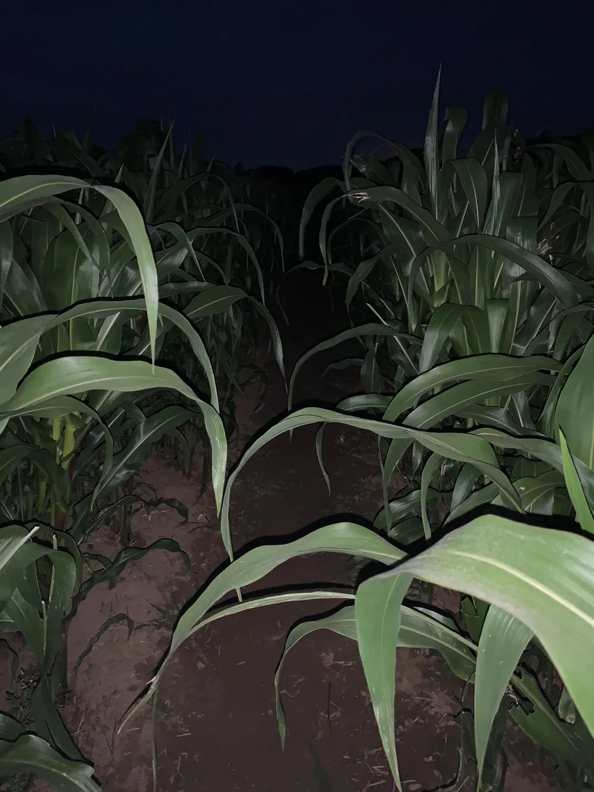 Torch-lit maize path between tall corn stalks after dark