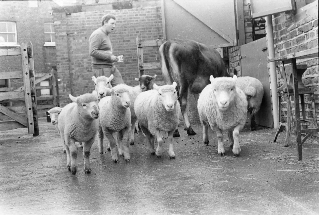 Farmer feeding a group of sheep and a goat in a brick-walled farmyard enclosure.