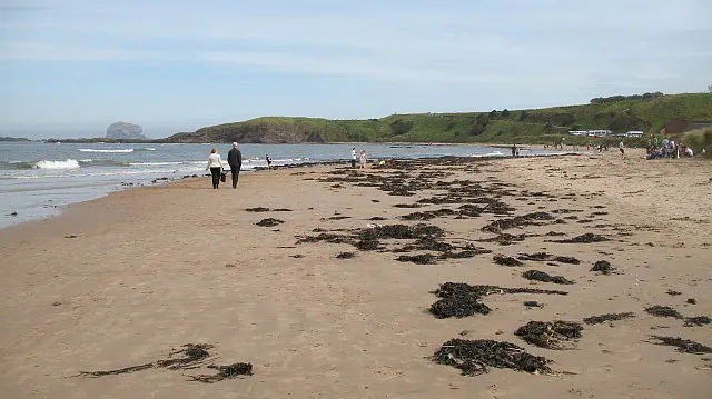 Sandy beach with scattered seaweed, visitors walking and paddling, forested headland beyond.