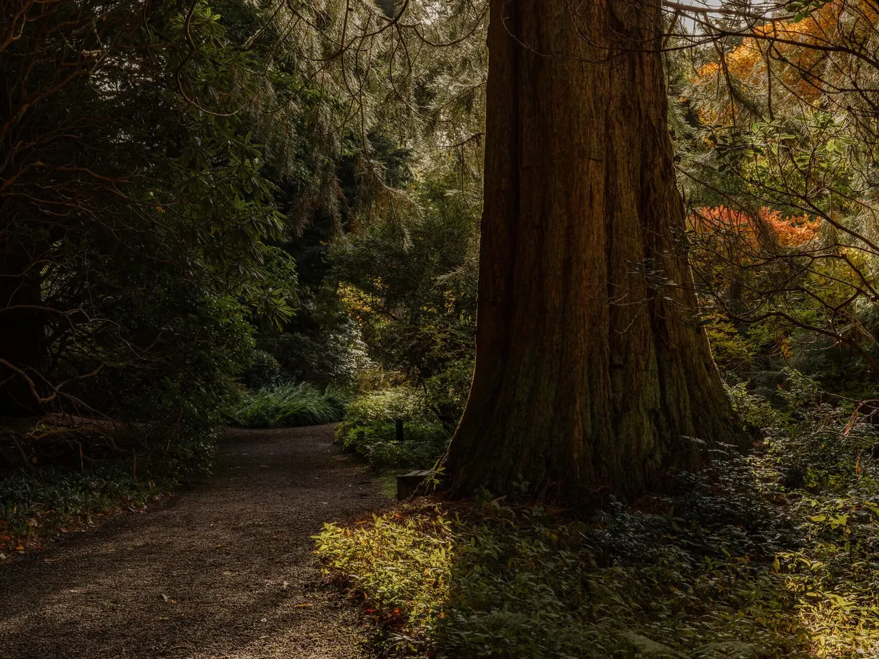 A woodland path winds through tall trees with dense green foliage and autumn colours overhead.