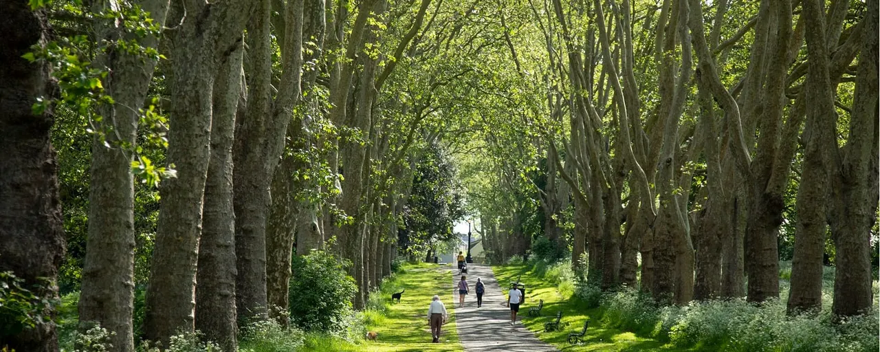 Tree-lined avenue with visitors and dogs walking along a shaded path through tall trees.