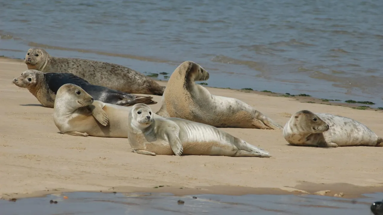 A group of seals resting on sandy beach beside shallow water.