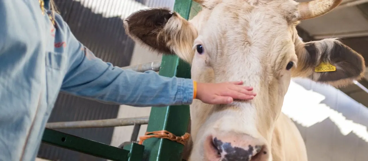 A visitor's hand strokes a white and brown cow's face in a farm enclosure.
