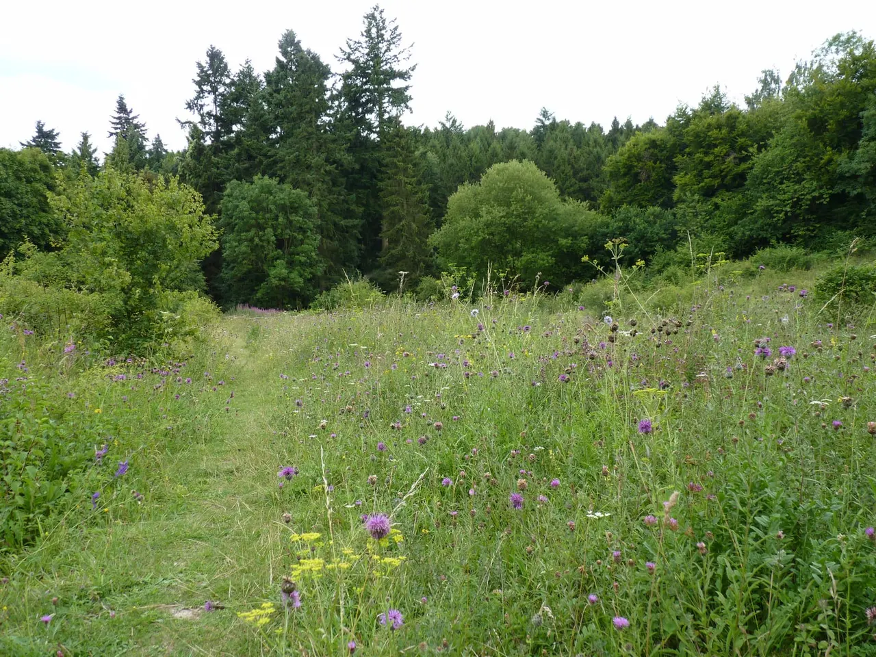 Wildflower meadow with purple thistles and varied grasses, backed by dense coniferous and deciduous woodland.