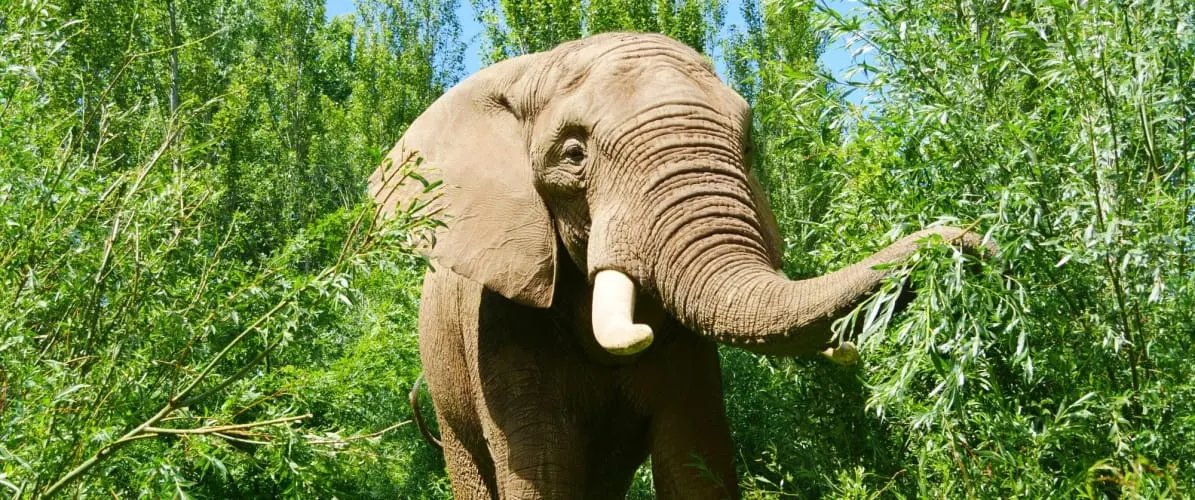 Elephant feeding on foliage amongst tall trees and vegetation in a zoo setting.