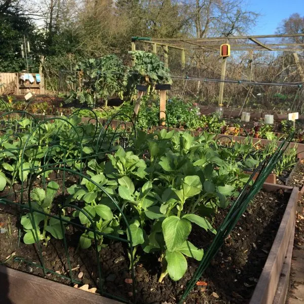 Vegetable garden beds with growing plants and climbing frames, surrounded by trees and fencing.