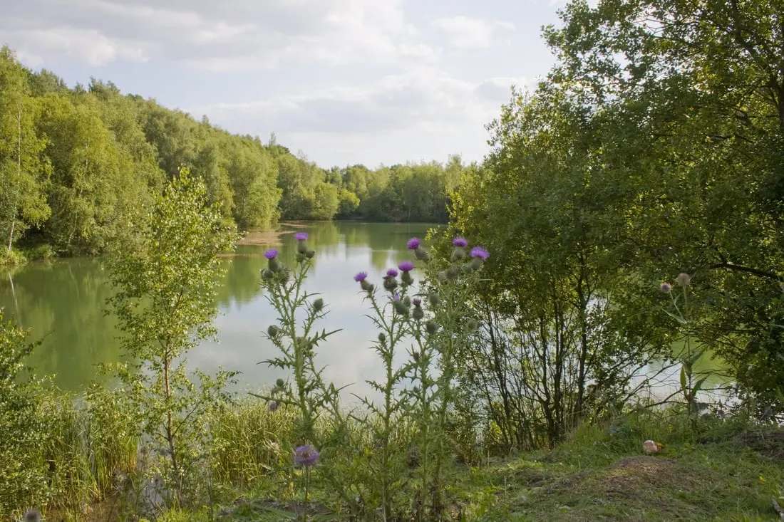 Calm river or lake bordered by lush green trees and purple wildflowers growing on the bank.