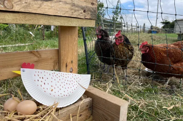 Chickens in an outdoor enclosure with a decorative paper chicken craft and eggs displayed in the foreground.