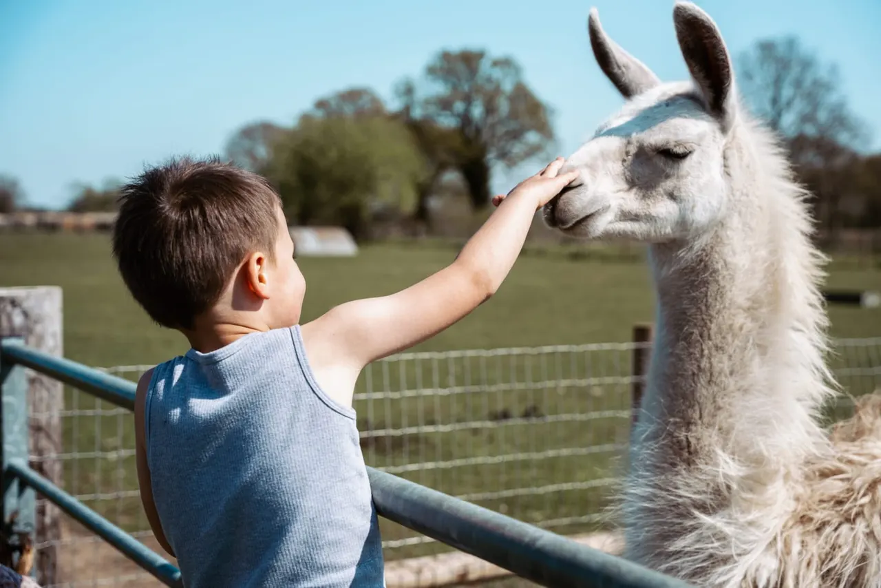 A young child petting a white llama over a fence in a sunny farmyard setting.