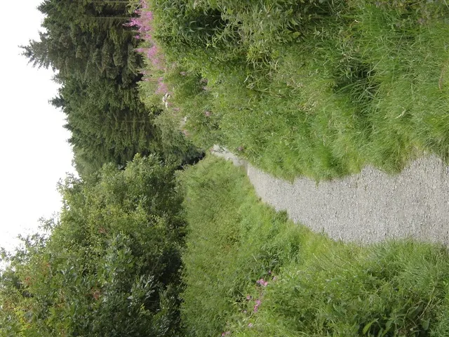 Gravel path winding through dense green woodland and overgrown vegetation.
