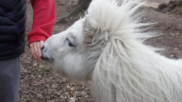 Two visitors in coloured jackets hand-feeding a white long-haired farm animal.