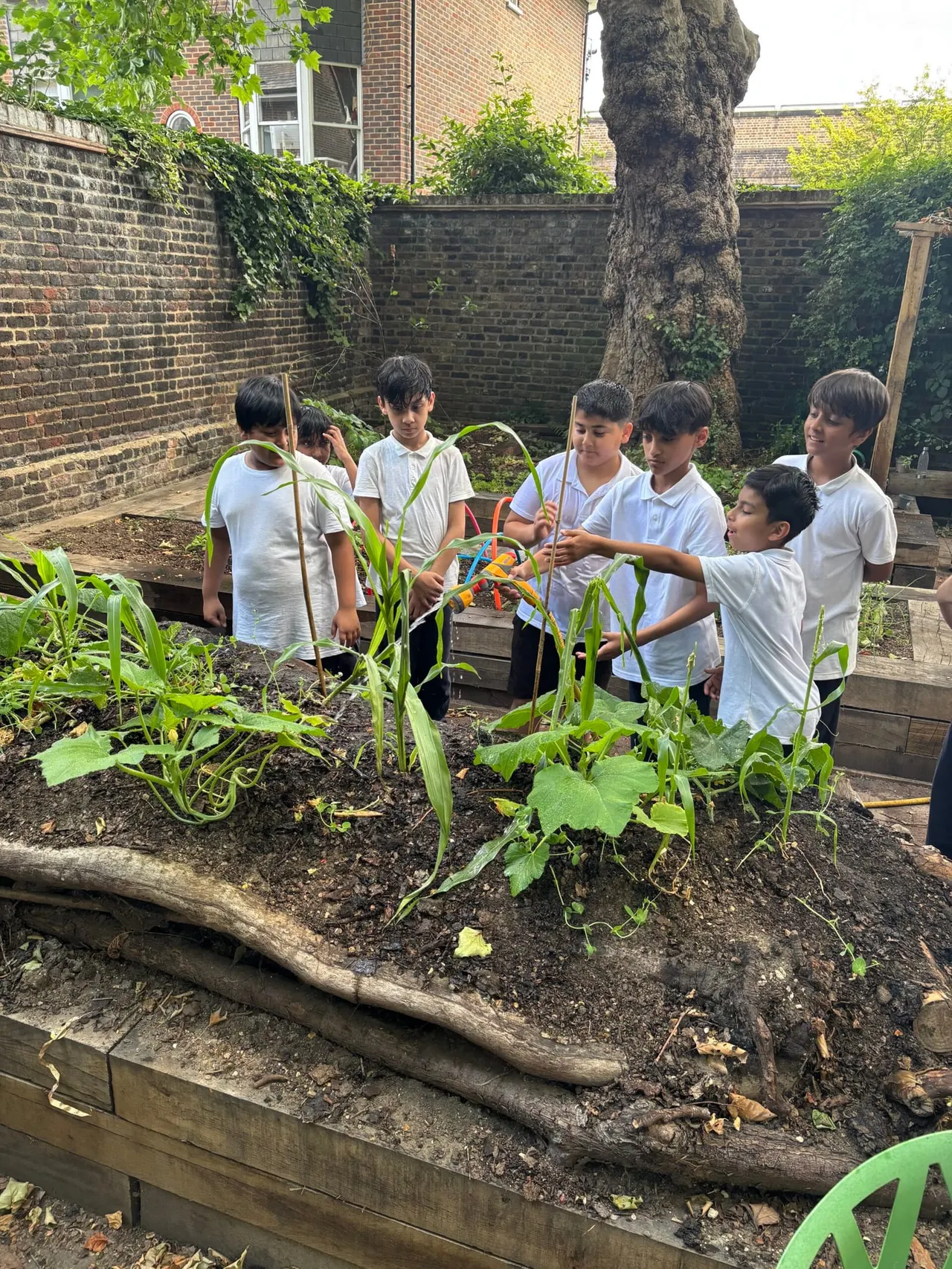 Children in school uniforms examining growing plants and vegetables in a raised garden bed in a brick-walled courtyard.