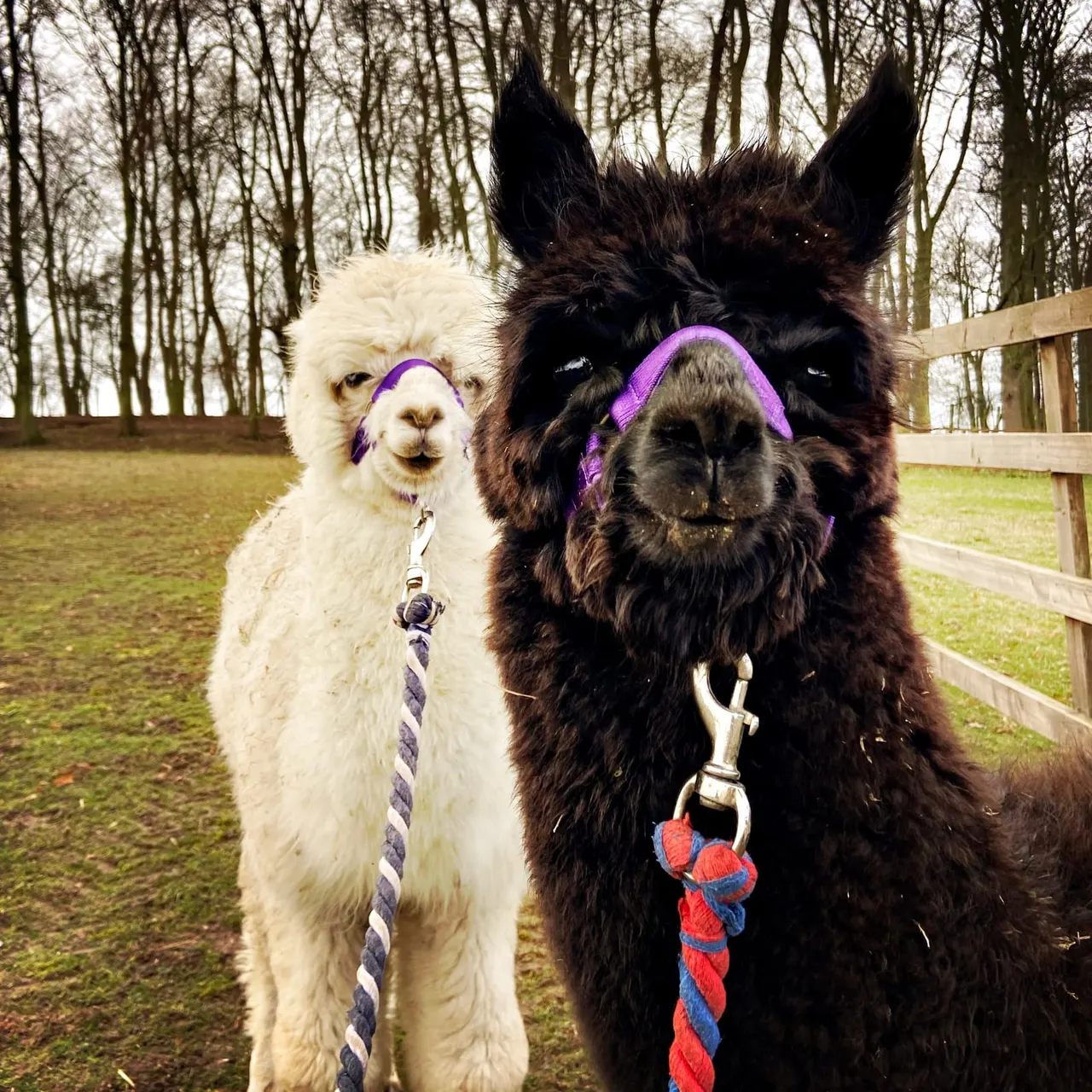 Alpaca at Oak Tree Alpacas Woodborough