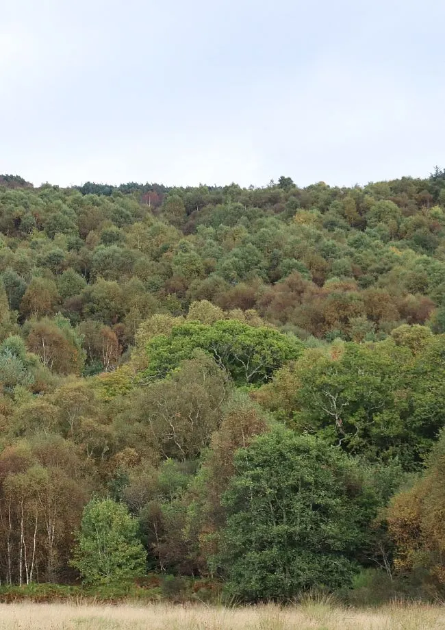 Woodland & Forest in Glasgow