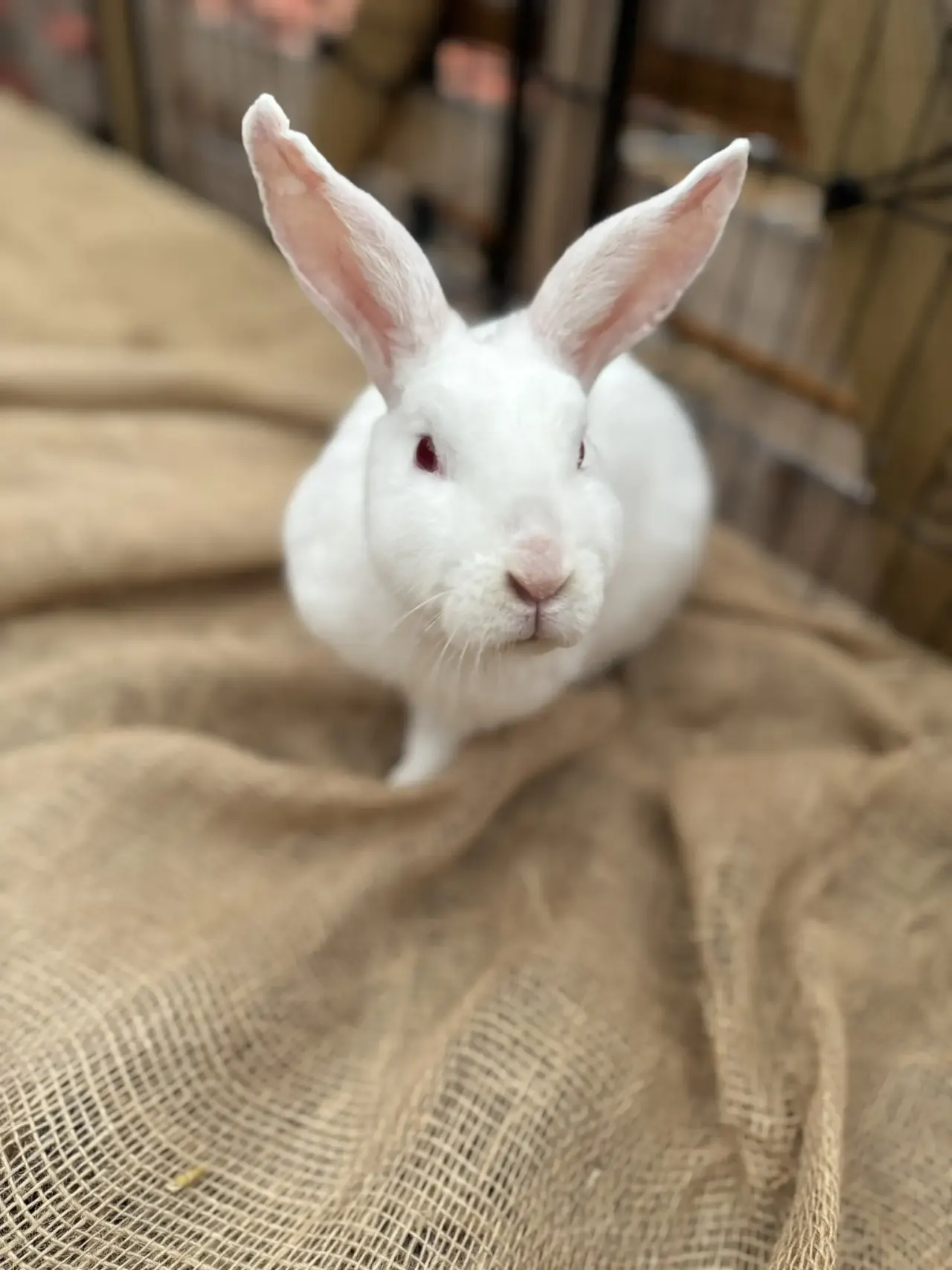 White rabbit standing on straw bedding in an indoor farm enclosure.