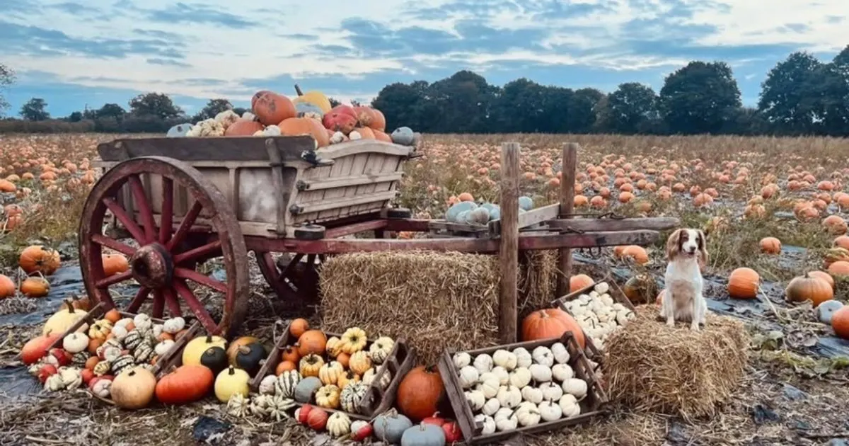 Mr Pumpkin pick-your-own field near Morley Derby