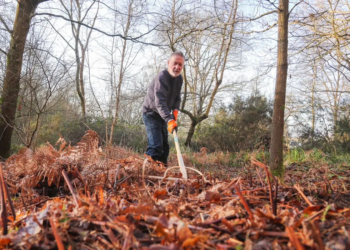 Man using a spade to turn over dead leaves and fern fronds in a woodland clearing surrounded by bare trees.