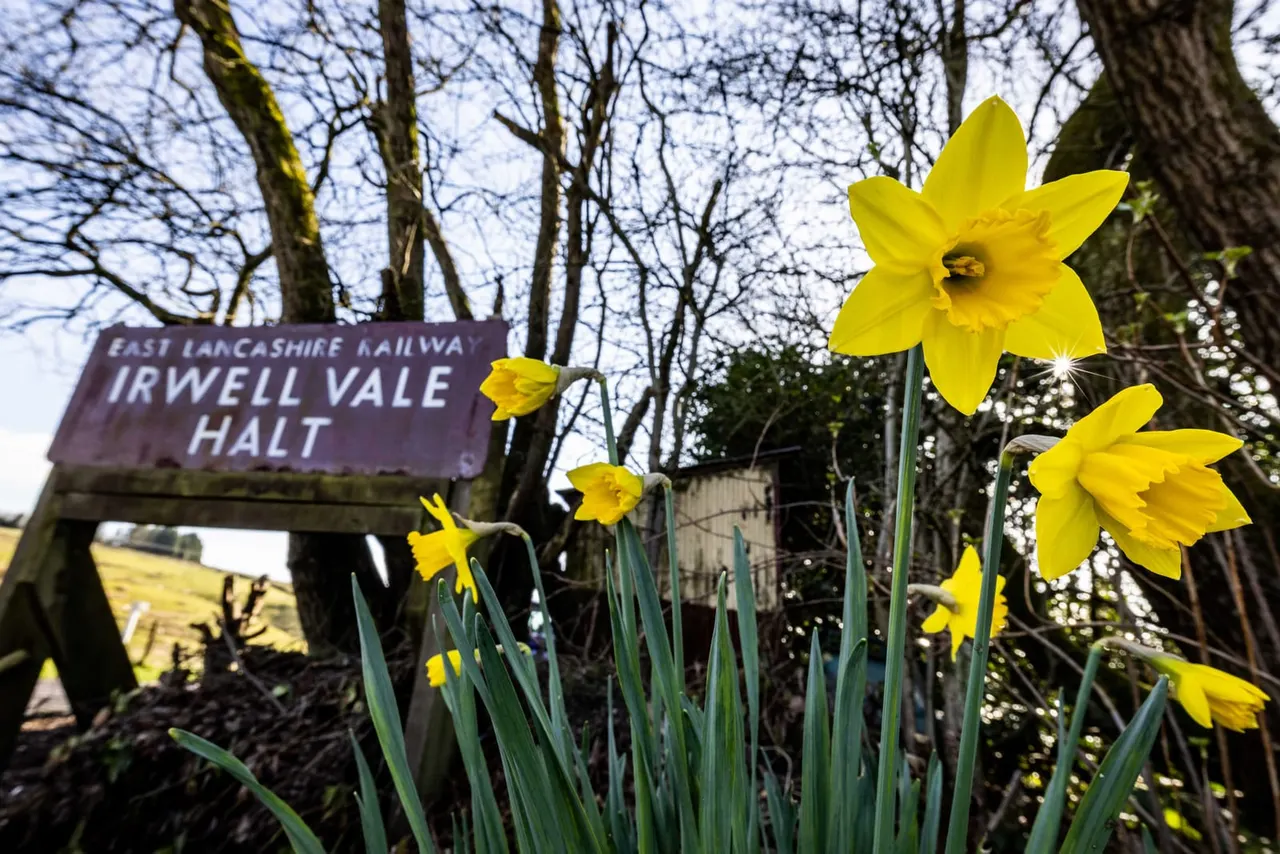 Bright yellow daffodils bloom in front of a heritage railway station sign amongst bare trees.