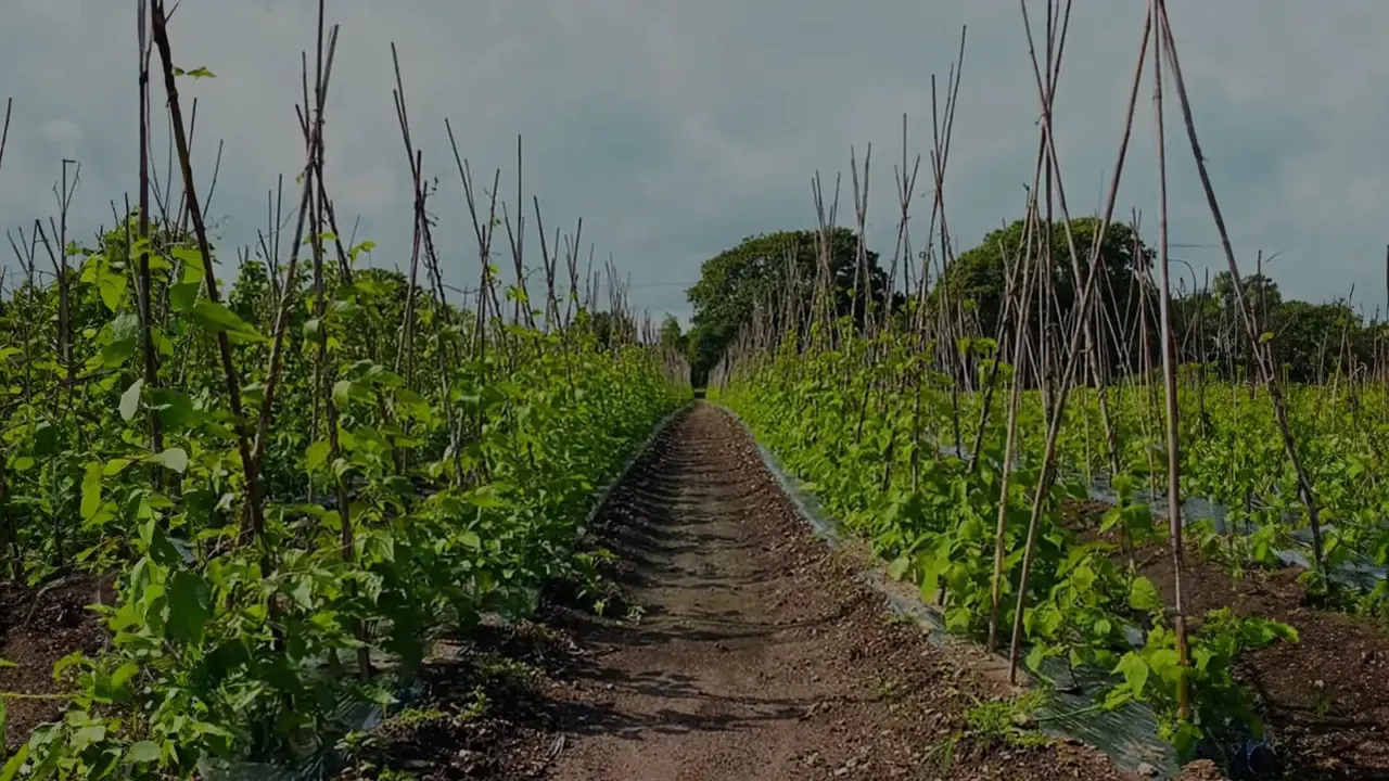 Long straight rows of climbing beans and other vegetables supported by tall wooden poles in a pick-your-own farm field.