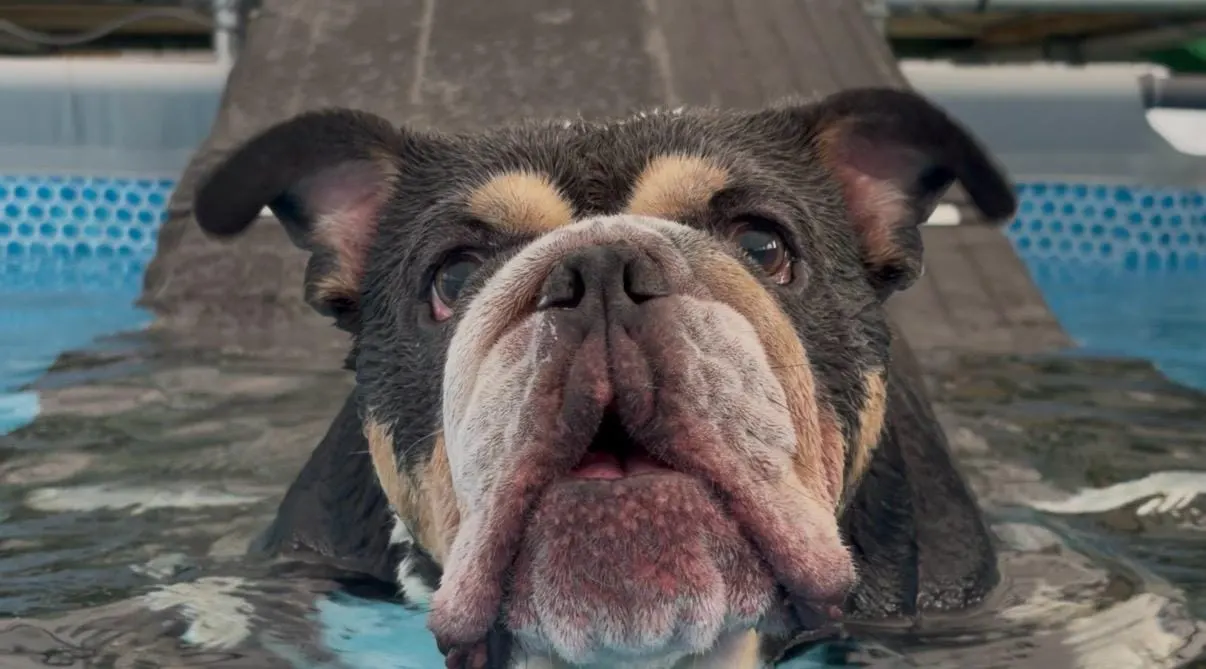 A bulldog's face close to camera in shallow water, with a palm tree and blue pool visible behind.