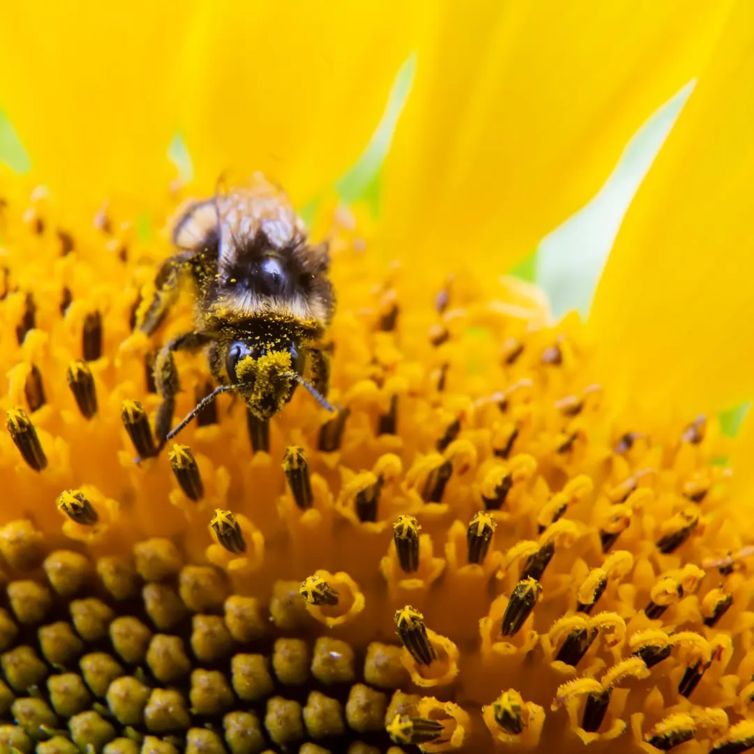 Bee covered in pollen foraging on a large sunflower head.