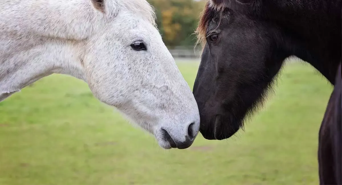 A grey horse and a black horse nuzzling each other in a green pasture.