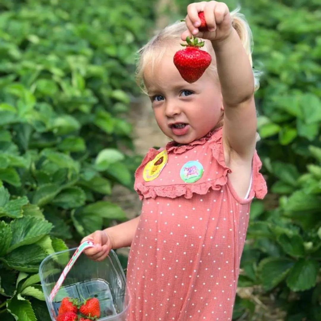 Young child in pink dress holding a fresh strawberry aloft in a strawberry field with a basket of berries.
