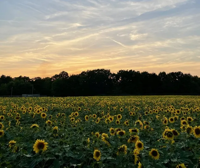 Vast field of sunflowers in bloom at sunset with tree line and sky in background.