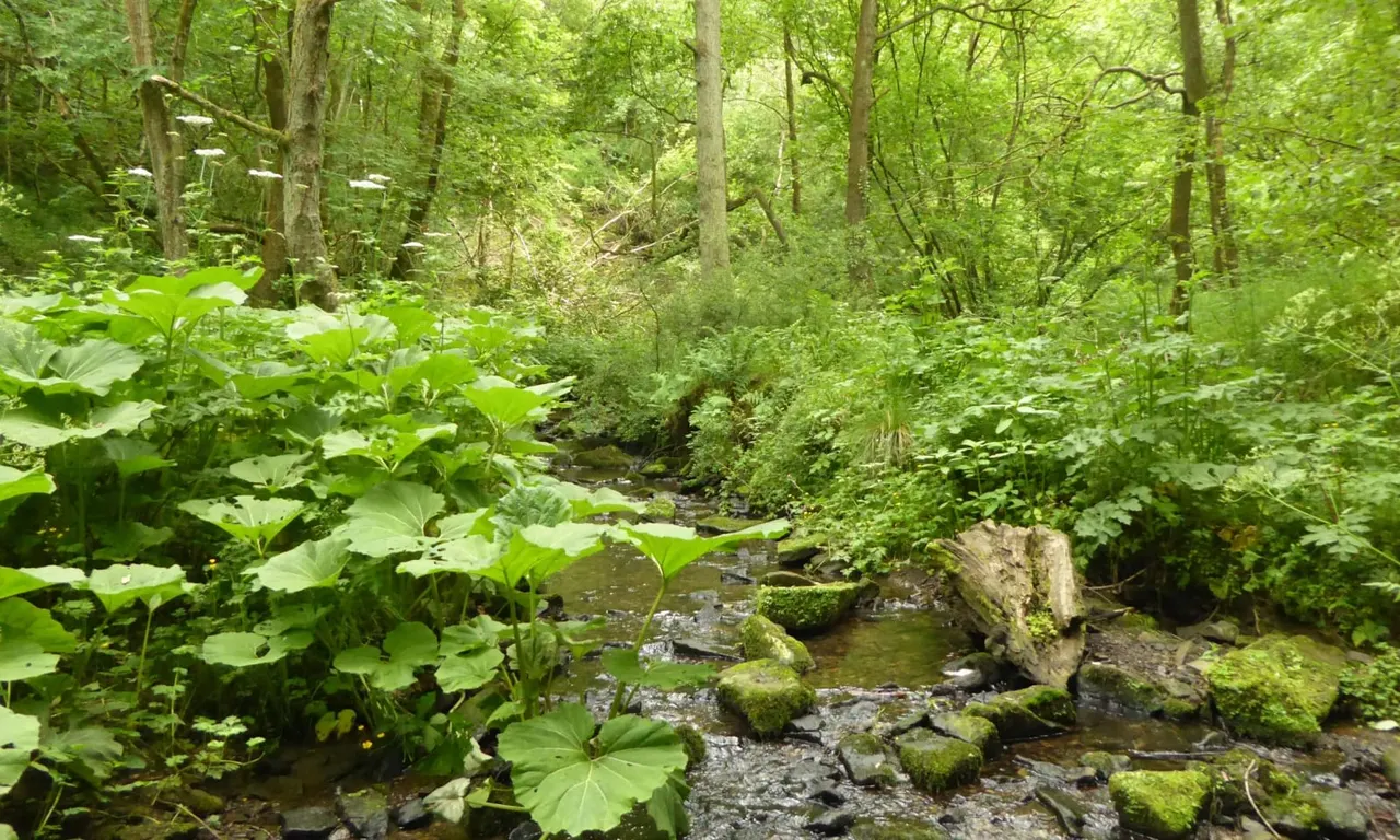 Woodland stream with lush green vegetation, large-leaved plants and moss-covered rocks alongside flowing water.