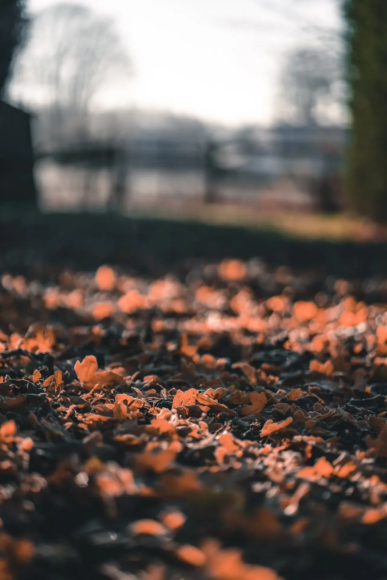 Close-up of autumn leaves on ground with blurred countryside landscape and water beyond.