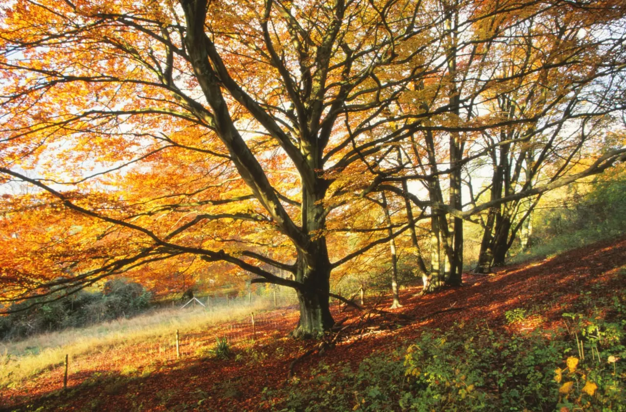 Autumn woodland landscape with mature trees displaying golden and orange foliage, sloping ground covered in fallen leaves, and fenced pasture beyond.