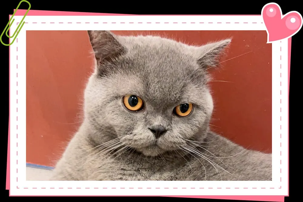 Meow Cat Cafe